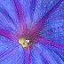 A Genoa Art Project Pauses for One More Flower Drawing