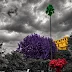 A Home in Altered Color: The Closing Images in a Phone Photography Series