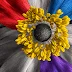 A Personal Gallery of Flowers, Without a “Most Beautiful” Ranking